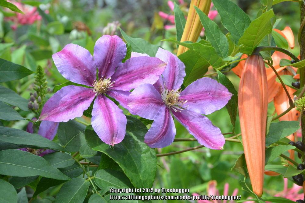 Photo of Clematis Sugar Candy™ uploaded by treehugger