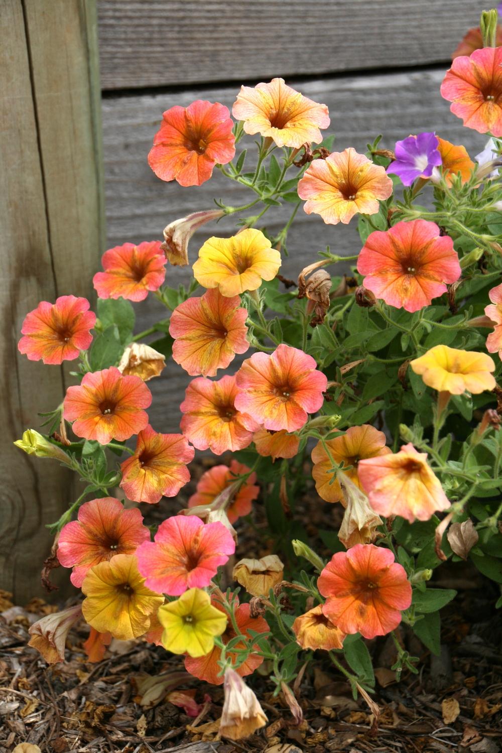 Photo of Petunia Cascadias™ Indian Summer uploaded by Calif_Sue