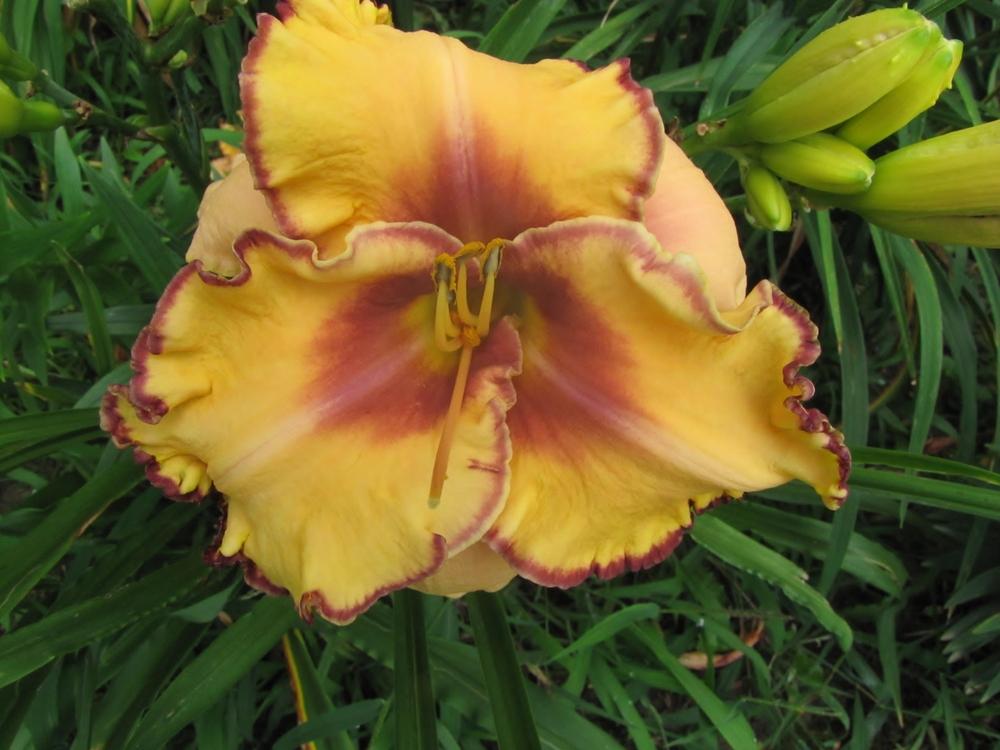 Photo of Daylily (Hemerocallis 'Woman at the Well') uploaded by Claudia
