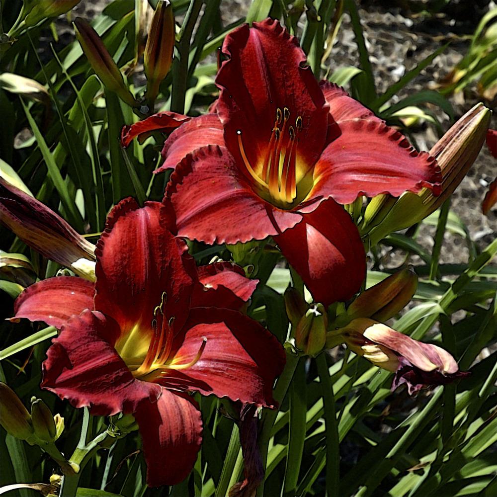 Photo of Daylilies (Hemerocallis) uploaded by Fleur569