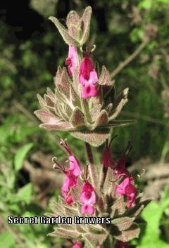 Photo of Crimson Pitcher Sage (Salvia spathacea) uploaded by Joy