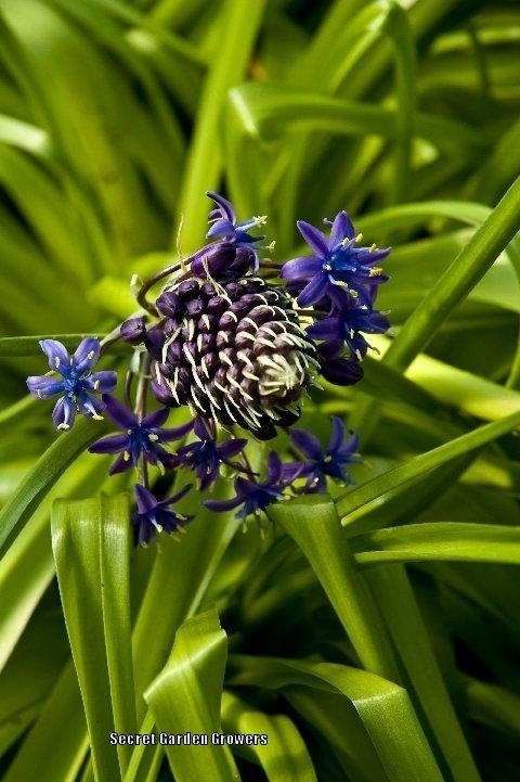 Photo of Peruvian Lily (Scilla peruviana) uploaded by Joy