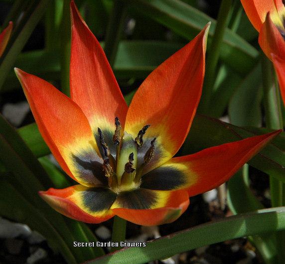 Photo of Species Hybrid Tulip (Tulipa 'Little Princess') uploaded by Joy