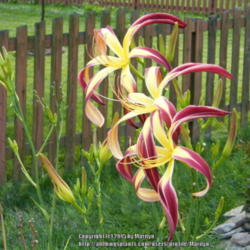 Location: My garden in Kentucky
Date: 2009-08-03
