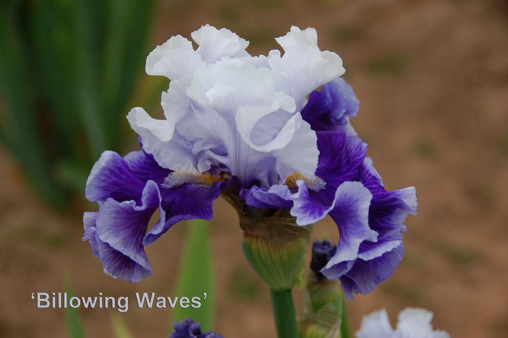 Photo of Tall Bearded Iris (Iris 'Billowing Waves') uploaded by Mikey