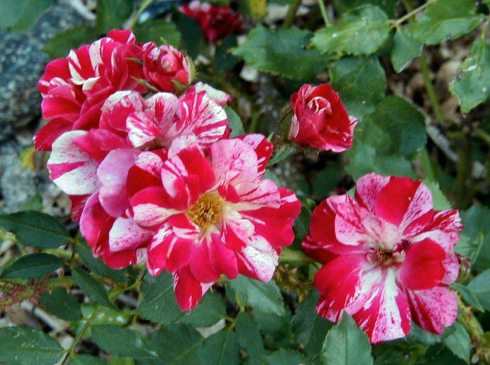 Photo of Rose (Rosa 'Kim Rupert') uploaded by RoseBlush1