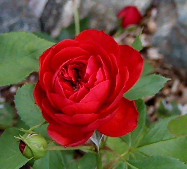 Photo of Rose (Rosa 'Francois Rabelais') uploaded by RoseBlush1