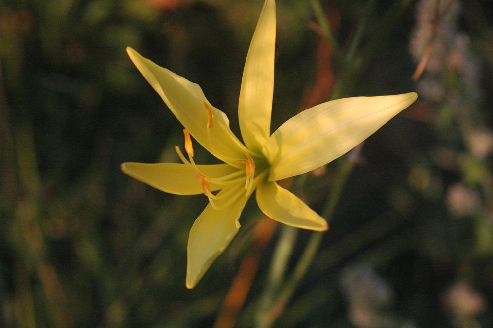Photo of Daylily (Hemerocallis citrina) uploaded by admin