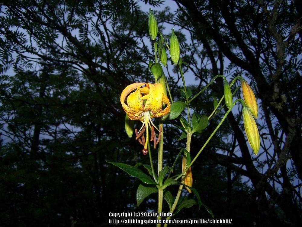 Photo of Lily (Lilium superbum) uploaded by chickhill
