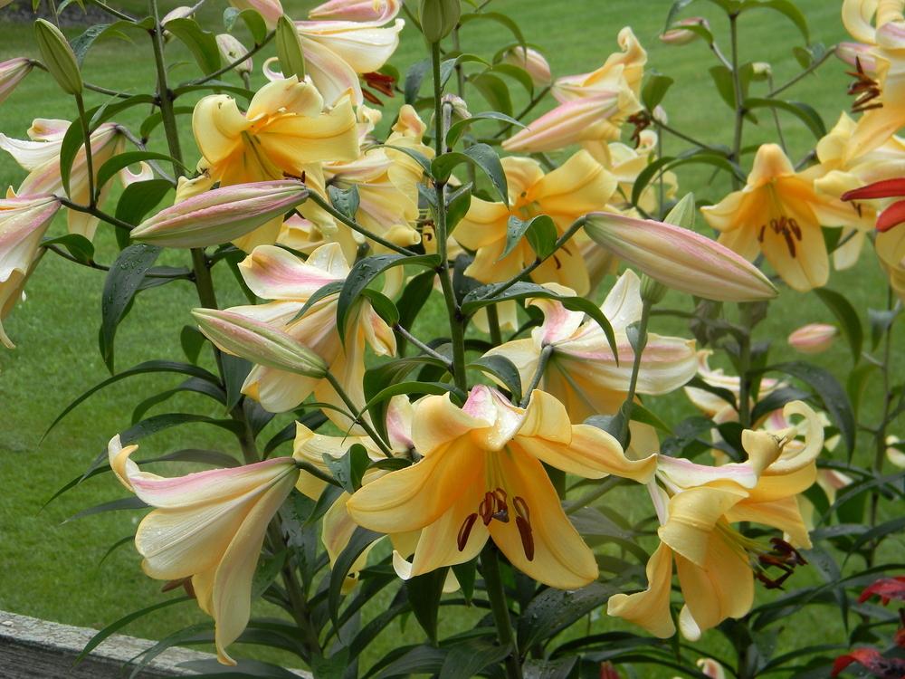 Photo of Lily (Lilium 'Orania') uploaded by mattsmom