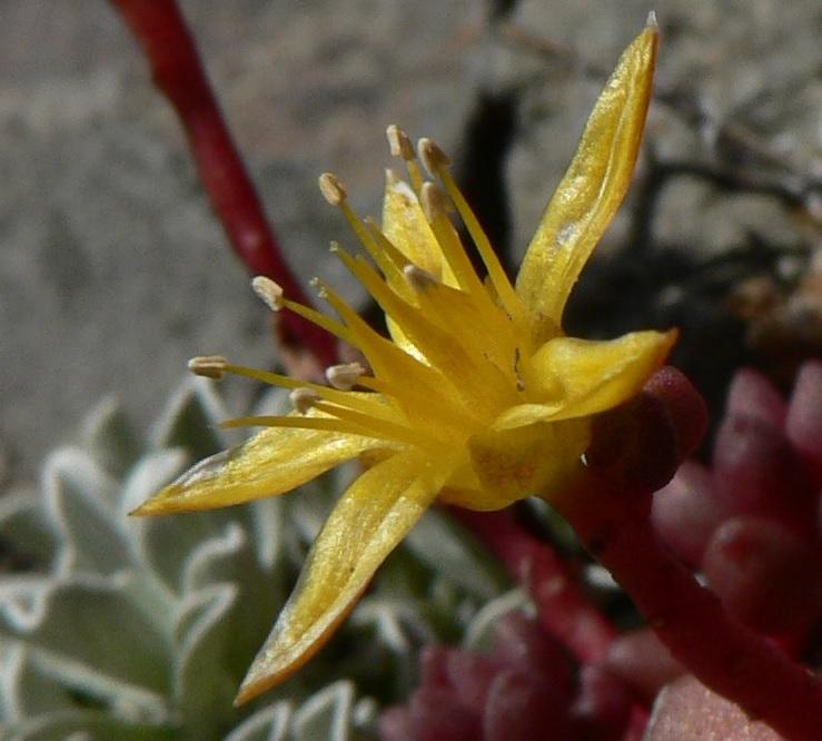Photo of Lanceleaf Stonecrop (Sedum lanceolatum subsp. lanceolatum) uploaded by robertduval14