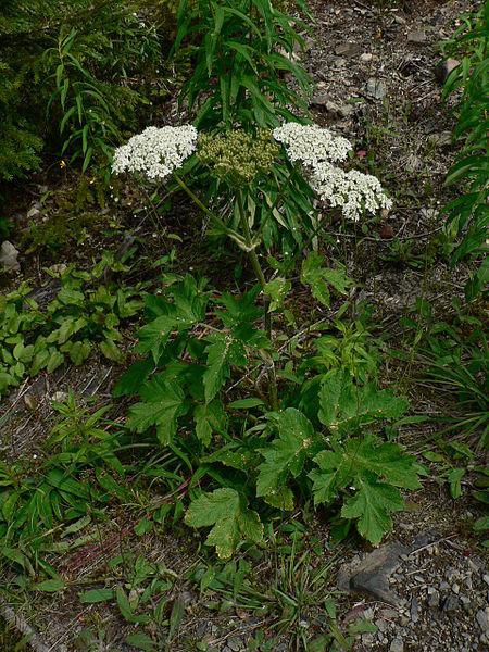 Photo of Common Cow-Parsnip (Heracleum sphondylium subsp. montanum) uploaded by robertduval14