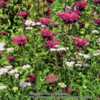 Pale pink Achillea mixed in with Monarda 'Colrain Red'.