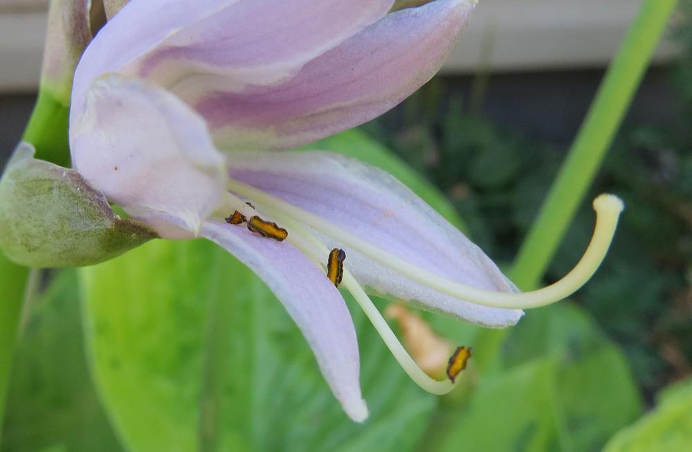 Photo of Hosta 'Sum and Substance' uploaded by Natalie
