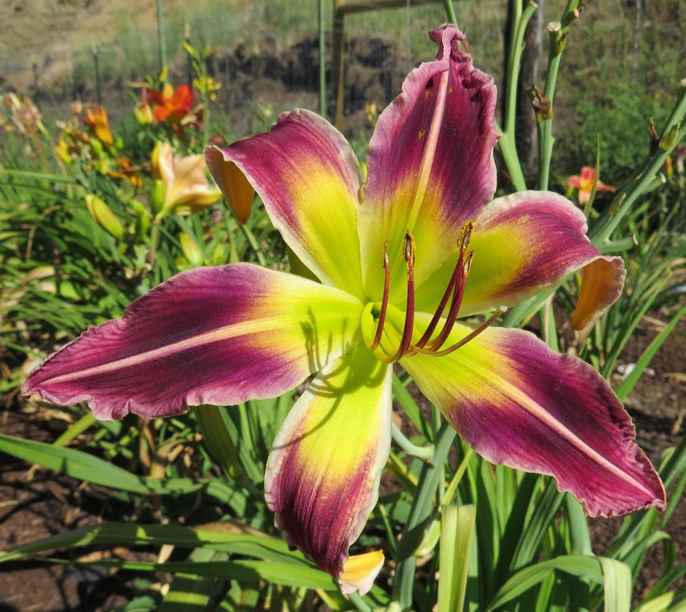 Photo of Daylily (Hemerocallis 'Snake in the Grass Boo') uploaded by Natalie