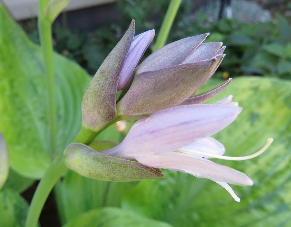 Photo of Hosta 'Sum and Substance' uploaded by Natalie