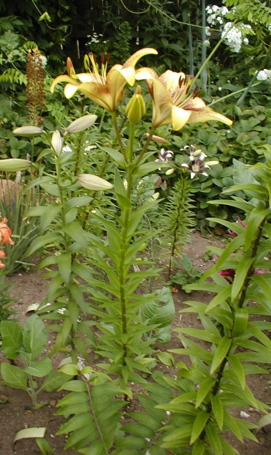 Photo of Lily (Lilium 'Golden Stone') uploaded by admin
