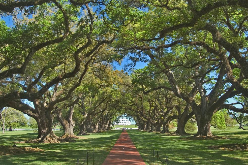 Photo of Live Oak (Quercus virginiana) uploaded by admin