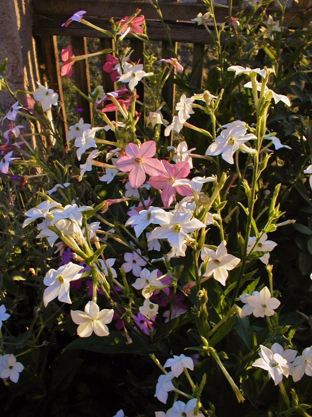 Photo of Flowering Tobacco (Nicotiana alata) uploaded by admin