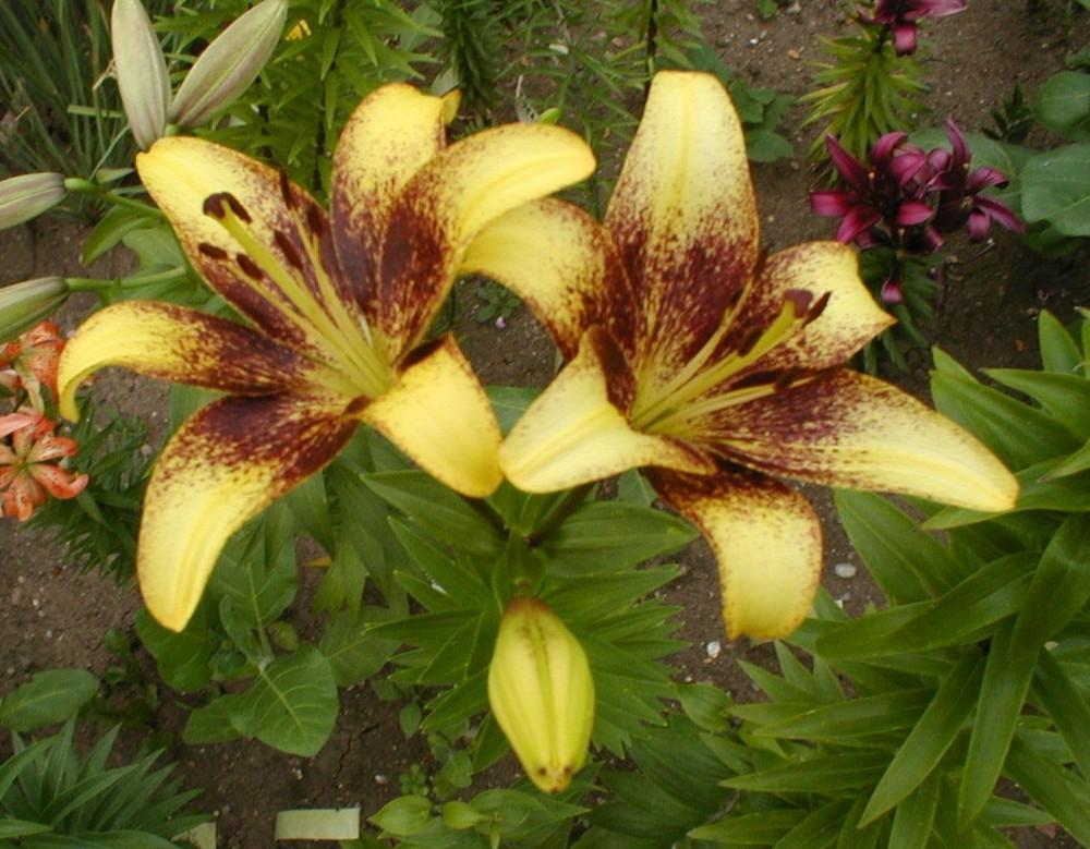 Photo of Lily (Lilium 'Golden Stone') uploaded by admin