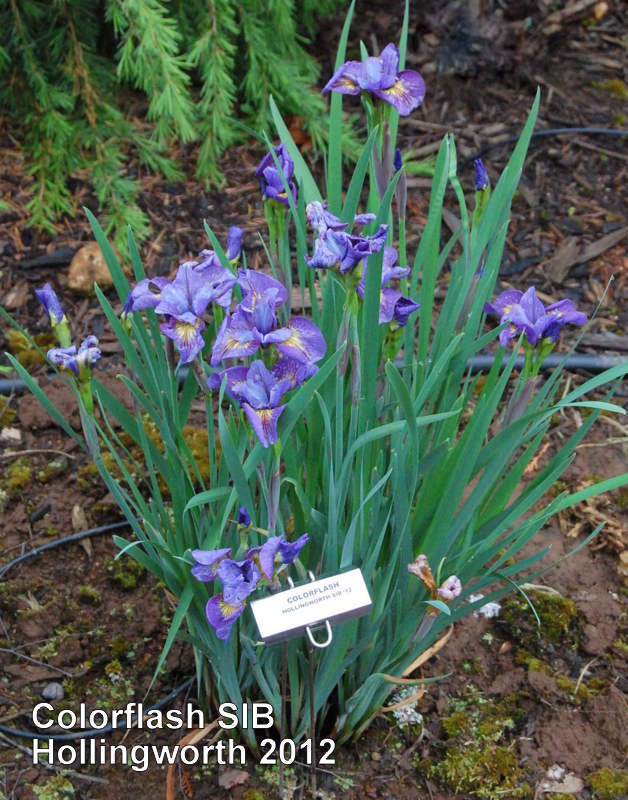 Photo of Siberian Iris (Iris 'Colorflash') uploaded by coboro