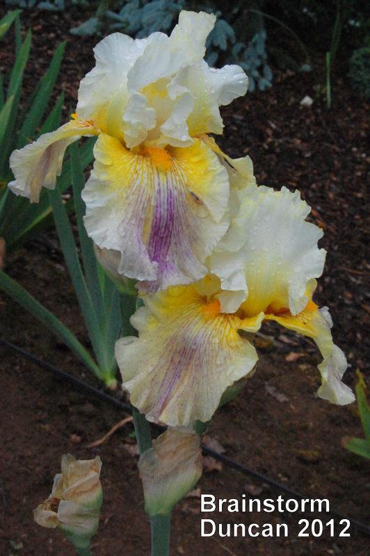 Photo of Tall Bearded Iris (Iris 'Brainstorm') uploaded by coboro
