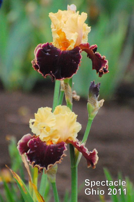 Photo of Tall Bearded Iris (Iris 'Spectacle') uploaded by coboro