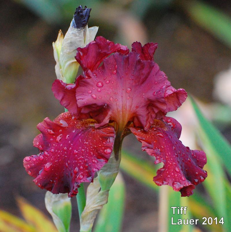 Photo of Tall Bearded Iris (Iris 'Tiff') uploaded by coboro