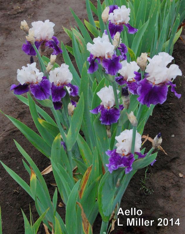 Photo of Tall Bearded Iris (Iris 'Aello') uploaded by coboro