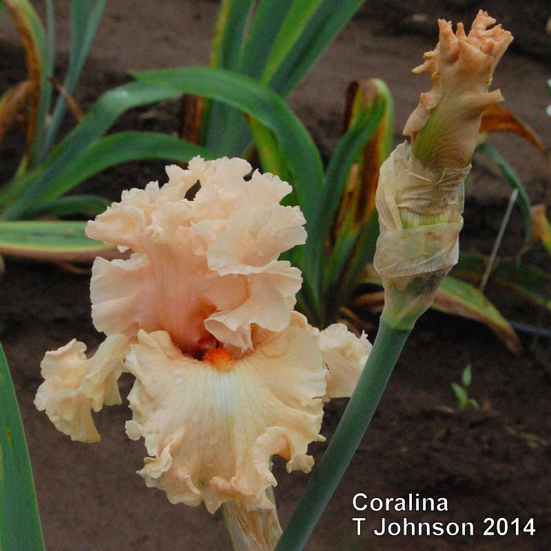 Photo of Tall Bearded Iris (Iris 'Coralina') uploaded by coboro