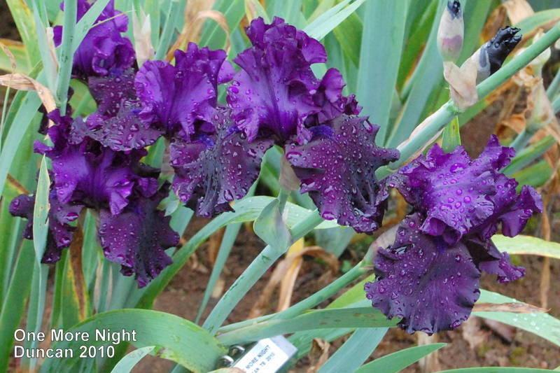 Photo of Tall Bearded Iris (Iris 'One More Night') uploaded by coboro