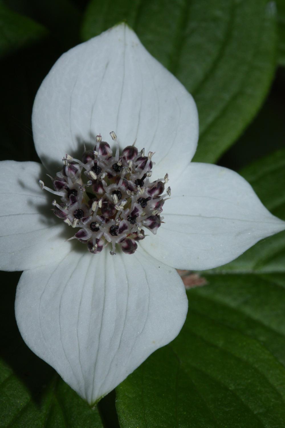 Photo of Bunchberry (Cornus canadensis) uploaded by robertduval14