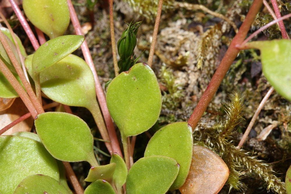 Photo of Littleleaf Minerslettuce (Montia parvifolia) uploaded by robertduval14