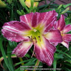 Location: Rich Howards garden (Ct Daylilies) in Ct
Date: 2015-07-18
