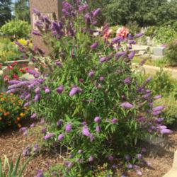 Location: Hamilton Square Perennial Garden, Historic City Cemetery, Sacramento CA.
Date: 2015-07-21
Zone 9b. Maxed out at five feet as advertised.