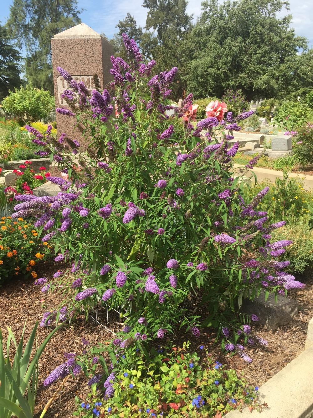 Photo of Butterfly Bush (Buddleja davidii English Butterfly™ Purple Emperor) uploaded by HamiltonSquare