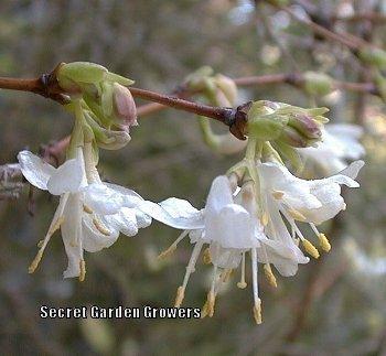 Photo of Winter Honeysuckle (Lonicera fragrantissima) uploaded by Joy