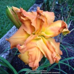 Location: Chapin, SC
Date: 2015-07-21
First Bloom ever in my garden.