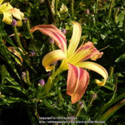 Location: My garden in Kentucky
Date: 2013-06-29
Unknown daylily at this time