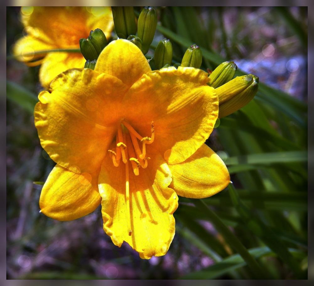 Photo of Daylily (Hemerocallis 'Stella de Oro') uploaded by MissyPenny