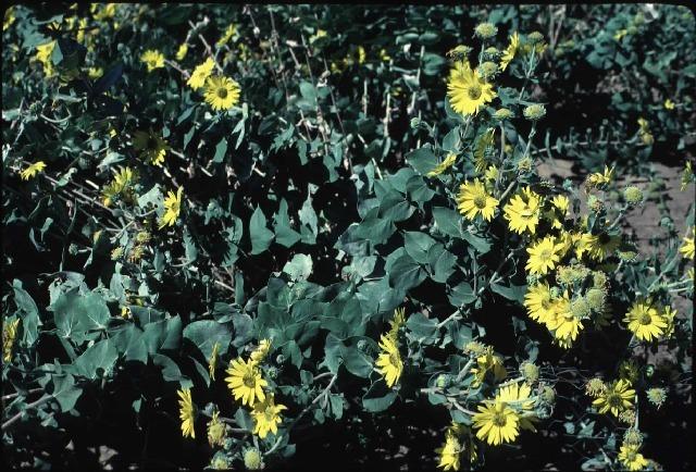 Photo of Downy Sunflower (Helianthus mollis) uploaded by admin