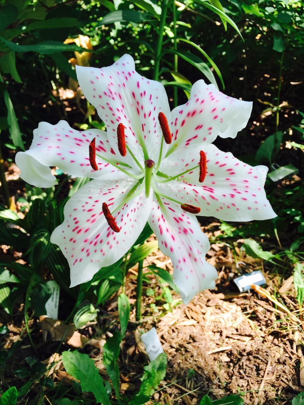Photo of Lily (Lilium 'Extravaganza') uploaded by magnolialover