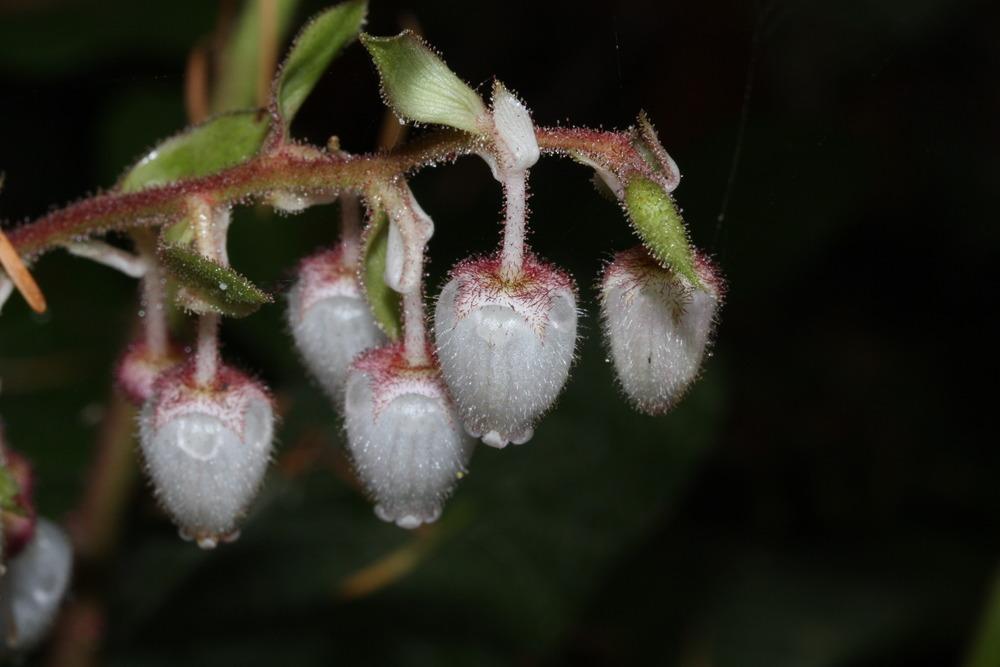Photo of Salal (Gaultheria shallon) uploaded by robertduval14