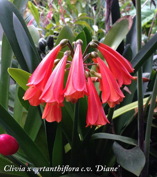Photo of Clivia (Clivia x cyrtanthiflora) uploaded by CaliFlowers