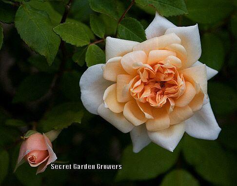 Photo of Rose (Rosa 'Perle d'Or') uploaded by Joy