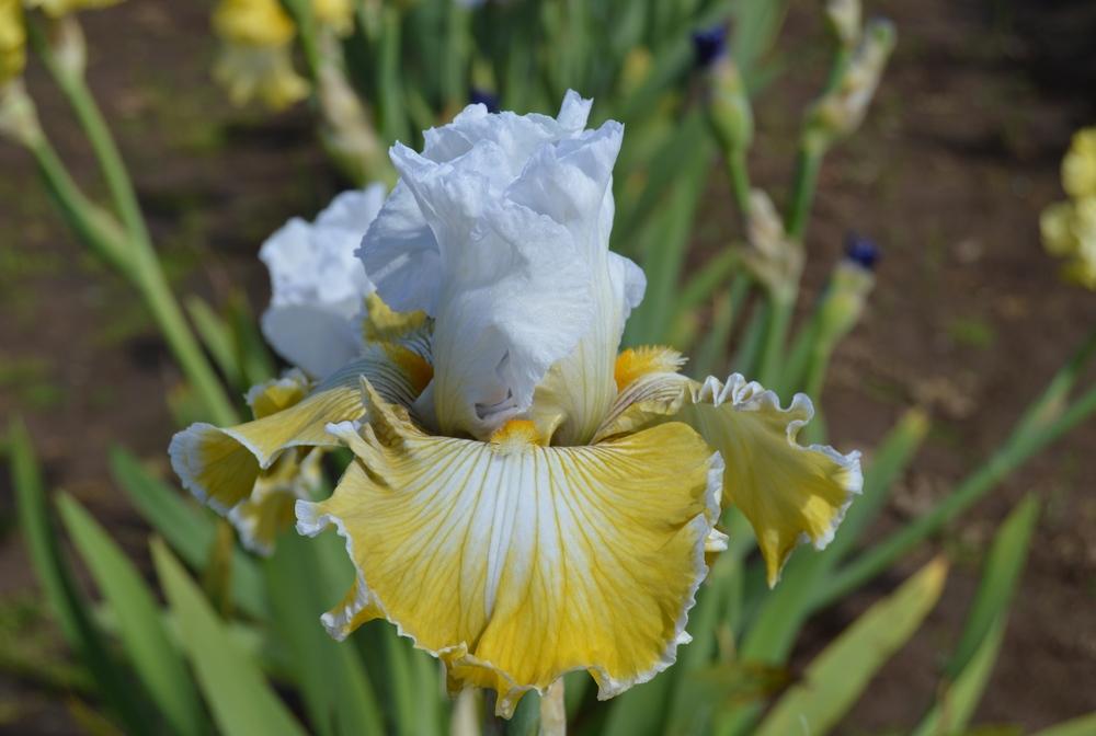 Photo of Tall Bearded Iris (Iris 'Baby I Love You') uploaded by KentPfeiffer