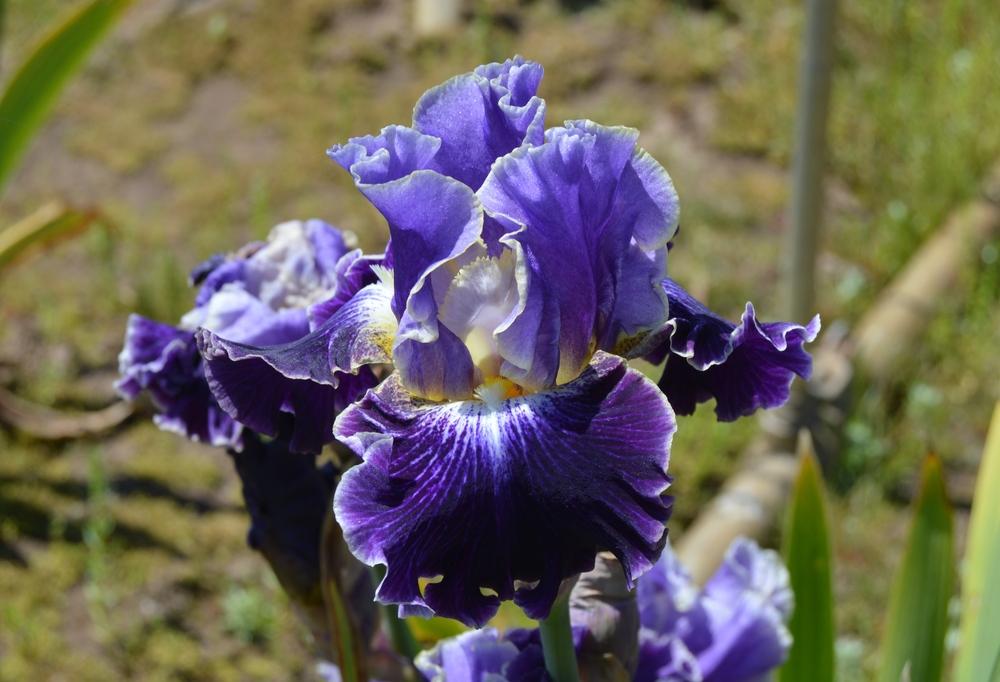 Photo of Tall Bearded Iris (Iris 'Belle Fille') uploaded by KentPfeiffer