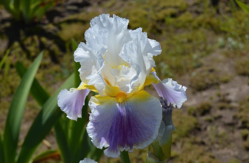 Photo of Tall Bearded Iris (Iris 'Beacon of Light') uploaded by KentPfeiffer