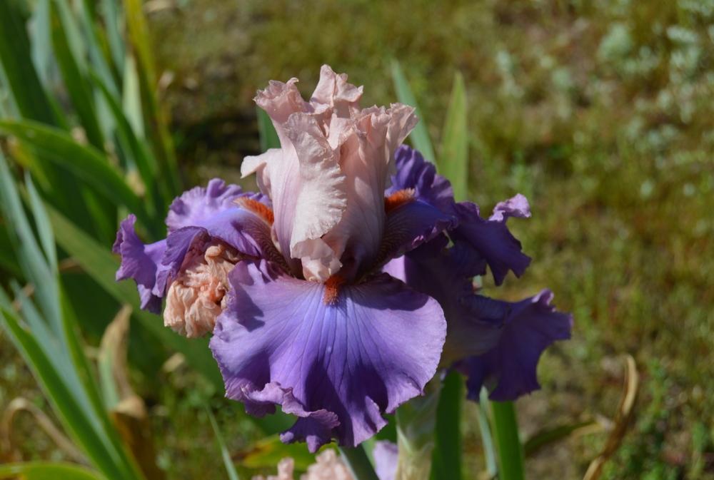 Photo of Tall Bearded Iris (Iris 'Ballerina Queen') uploaded by KentPfeiffer