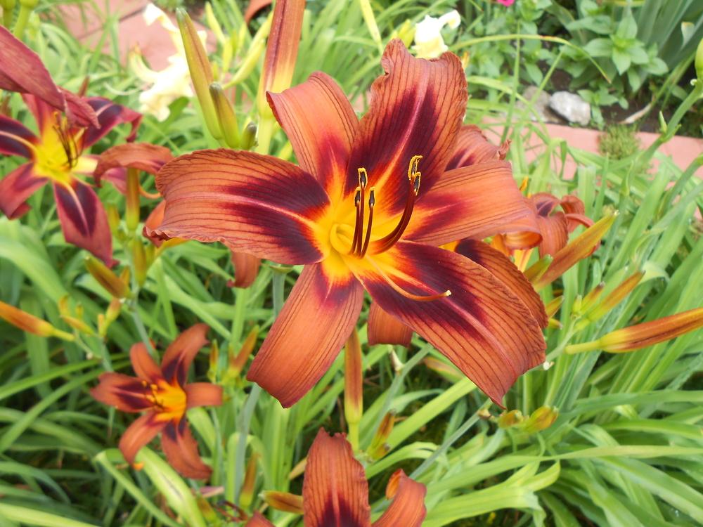 Photo of Daylily (Hemerocallis 'Brown Witch') uploaded by LilySue